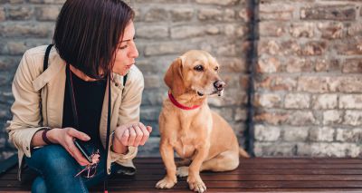Dogs prefer ‘baby-talk’ to adult speech, study shows