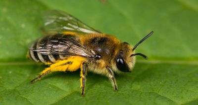 Heatwaves affect infected bees more, study reveals