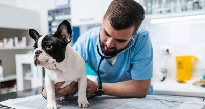 New study into canine elbow fractures