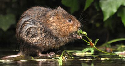 Water voles make return to Lake District