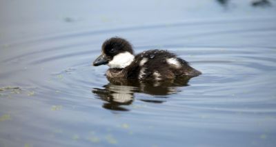 Duckling boost for rare goldeneye duck