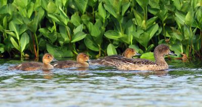 Three rescued wigeons released