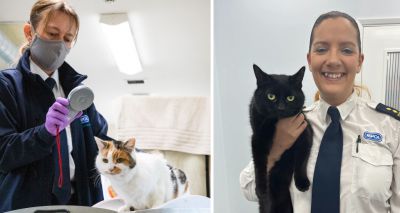 Microchips reunite more cats with families