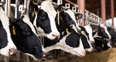 Research to study artificial intelligence use in cow diagnosis