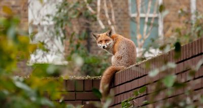 Urban foxes may be bolder but not more clever, study finds