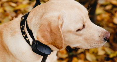 Government urged not to delay shock collar ban