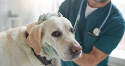 Scientists develop new canine infection test