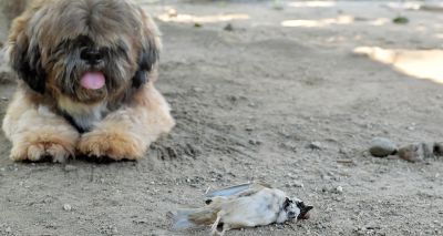 Defra shares guidance on keeping pets safe from bird flu