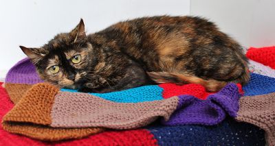 Scottish SPCA appeals for homes as cat rescue centres fill