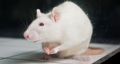 Research funded to investigate rats’ ultrasonic vocalisations
