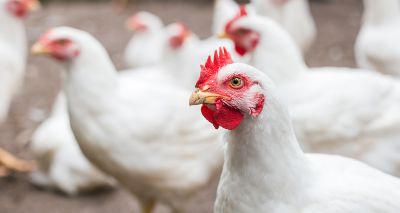 Avian flu subtype could lead to pandemic, researchers say