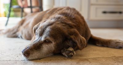 Study links mental decline with other conditions in dogs