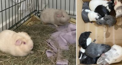 Big increase in number of guinea pigs abandoned