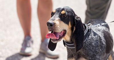 RSPCA urges pet awareness during latest heatwave