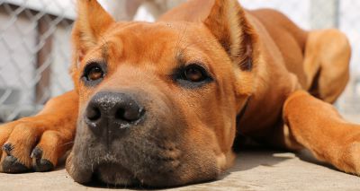Ireland law tackles ownership of ear-cropped dogs