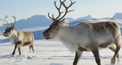 Inbreeding may benefit species in long-run, study finds