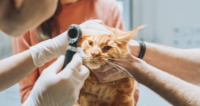 Vets may miss signs of hypertension in cats, study finds