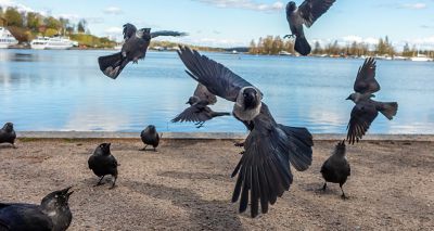 Jackdaws will ditch friends to gain food, study finds