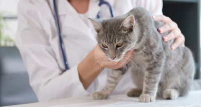 Study discovers respiratory pathogen risk factors in cats