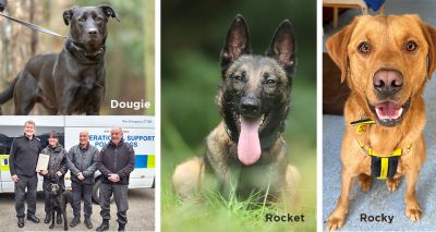 Rescue dog trio join police force