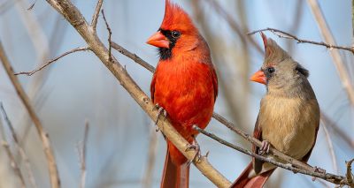 Urban light pollution linked to smaller eyes in birds