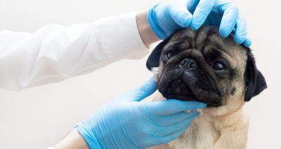 The Kennel Club to host free brachycephalic dog webinar