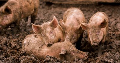 Researchers find pig gene needed for ASF virus