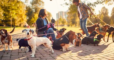 Movie ‘pawdience’ breaks world record