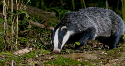 Badger Trust condemns Government badger cull targets