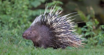 Escaped porcupine evades Suffolk police