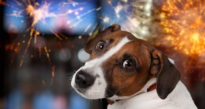 Dogs Trust urges dog owners to prepare for firework season