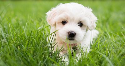 Breeders using ‘cute’ photos to sell unhealthy puppies