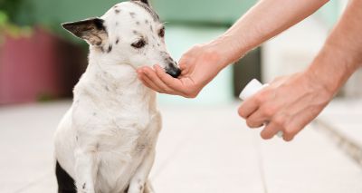 No benefit to antibiotics for some dogs with diarrhoea, research reveals
