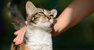 Research provides insight into how cats purr