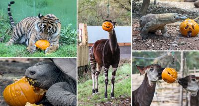 London Zoo celebrates Halloween early