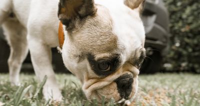 Flat-faced dogs more ‘childlike’ to owners, study says