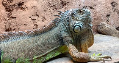 Rescued iguana finds forever home