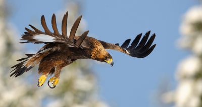 Scottish experts support Japan's golden eagle conservation