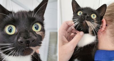 Cat with two noses found in adoption centre