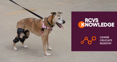 RCVS releases canine cruciate surgery report