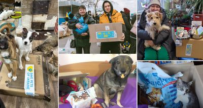 Animal shelters in Ukraine prepare for winter