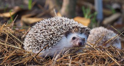 Public asked to help hoglets with food and water