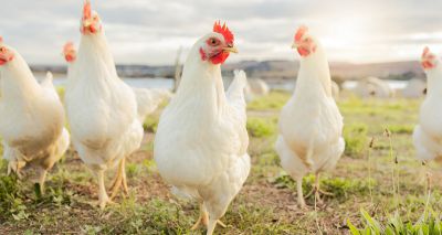 Composer writes symphony for chickens