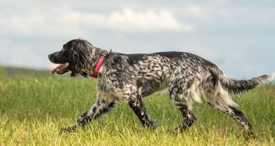 Researchers seek dogs to join walk study