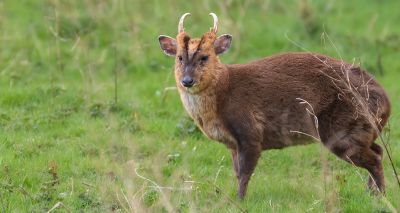 Study predicts next invasive species to threaten Scotland