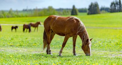 Testing guidance reissued after wormer resistance reports