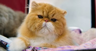 Brachycephalic cats taking longer to rehome, RSPCA says