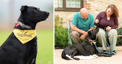 Dogs Trust marks five years of adoption support service