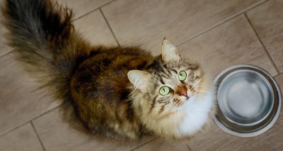 Third of cat owners significantly impacted by rising costs
