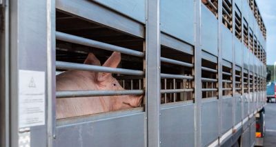 King's Speech promises livestock export ban